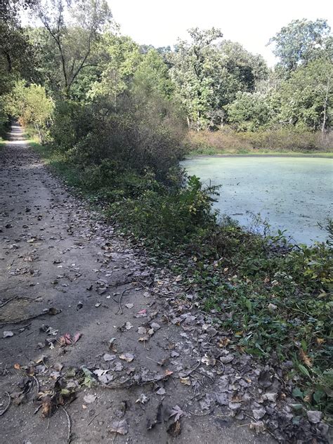 Country lane woods in Chicago [OC] [4608 x 2592] : r/ruralporn