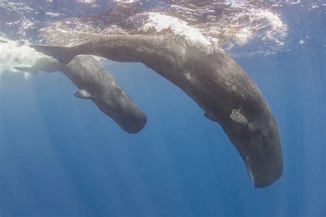 sperm whale trip report 2023 — SDM Diving