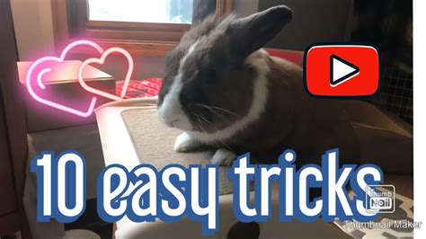 Bildergebnis für bunny tips and tricks