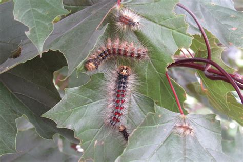 Image result for Gypsy Moth
