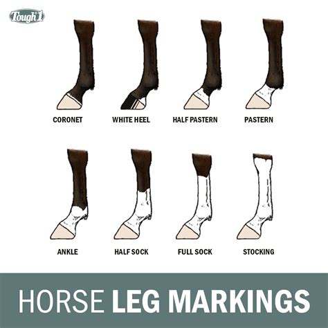 Horse Leg Markings | Horses, Horse face, Horse coat colors