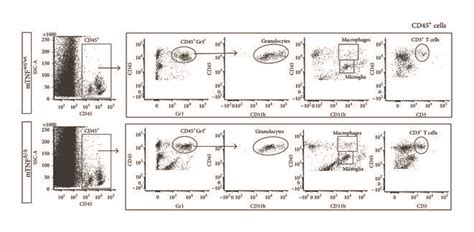 Image result for Flow Cytometry of Microglia Videotutorial