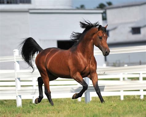 Discover the World's Oldest Horse - A-Z Animals