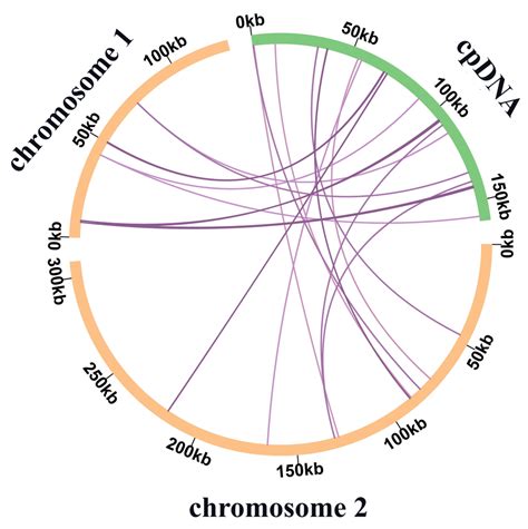De Novo Assembly and Comparative Analysis of the Complete Mitochondrial ...