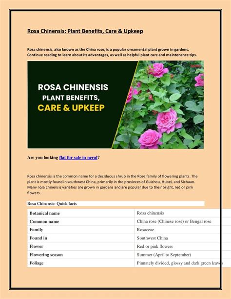 Rosa chinensis.pdf
