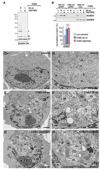 A Conserved Cysteine Residue in Coxsackievirus B3 Protein 3A with ...