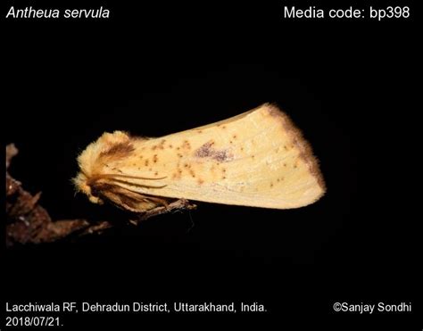 Antheua servula Drury ,1773 - | Moths