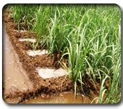 Expert System for Sugarcane