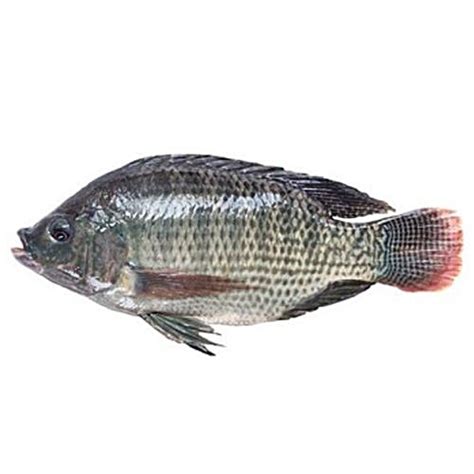Buy AK Daily Bazaar Fish - Tilapia, Small Size Online at Best Price of ...