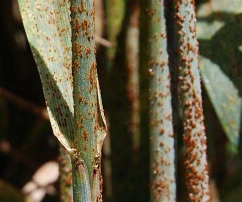 Image result for Vegetative Pathogens