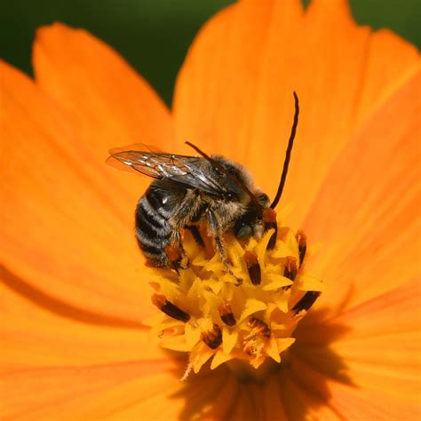 Native Bees - Norfolk Botanical Garden