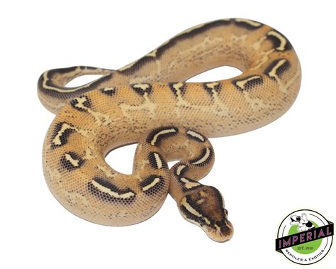 Image result for Green Ball Python