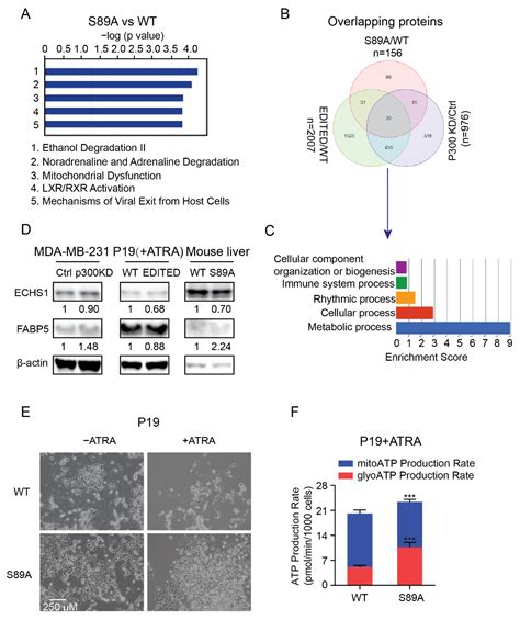Differential Kat3 Usage Orchestrates the Integration of Cellular ...