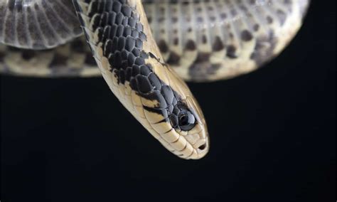 False Water Cobra Animal Facts - Hydrodynastes gigas - A-Z Animals