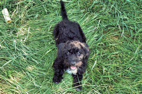 Image result for Jackapoo Dog