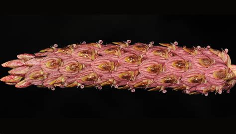 orchids-of-sikkim-himalayas