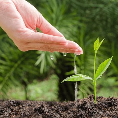 Sapodilla Tree: A Keystone of Ecological Balance – Grow Billion Trees