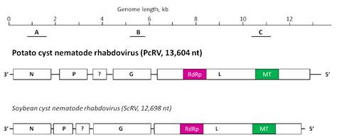 A Novel Rhabdovirus Associated with the Idaho Population of Potato Cyst ...