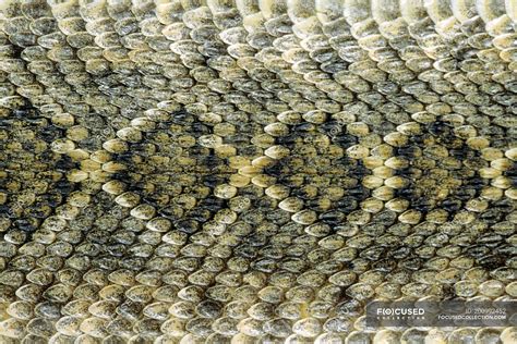 Diamondback Rattlesnake Pattern