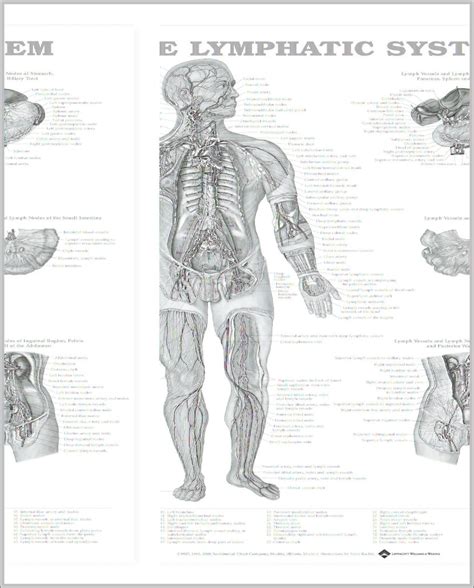 Image result for Map of Lymphatic System