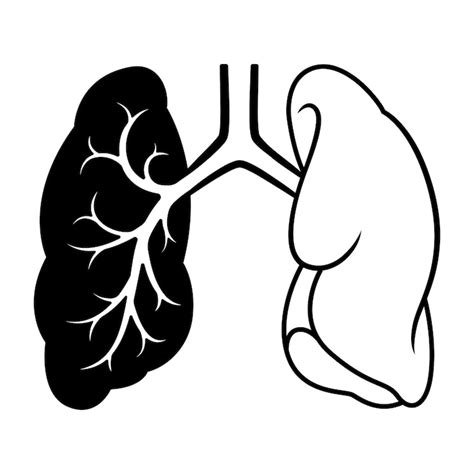 Drawing of both lungs and trachea | Premium Vector