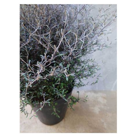 Corokia cotoneaster | Seeding