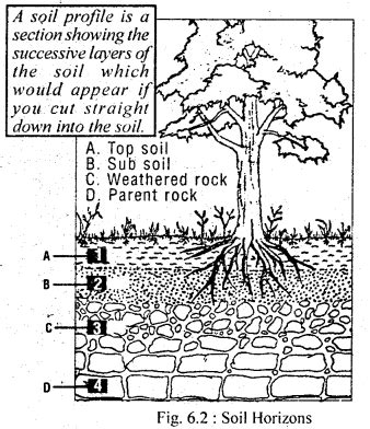 Image result for Class 11 Chapter 6 Geomorphic Processes