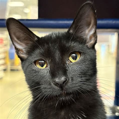 Cat for adoption - Choula (shy 6 month old female kitten. Meet me at ...