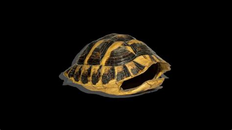 Image result for Turtle Shell Rest