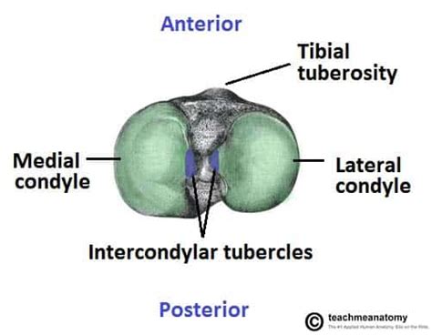 SAGGITAL SECTION OF TIBIA BONE | NAMO Medical Education & Research ...