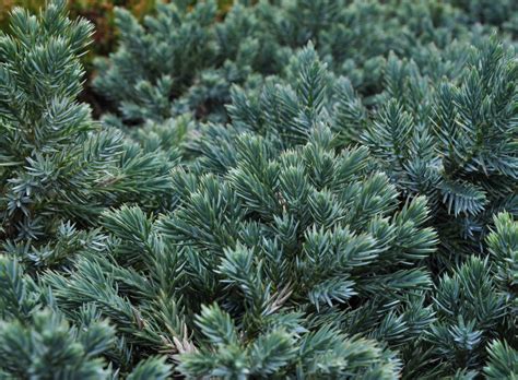 Blue Star Juniper: Growing Tips, Problems, and How to Fix Them