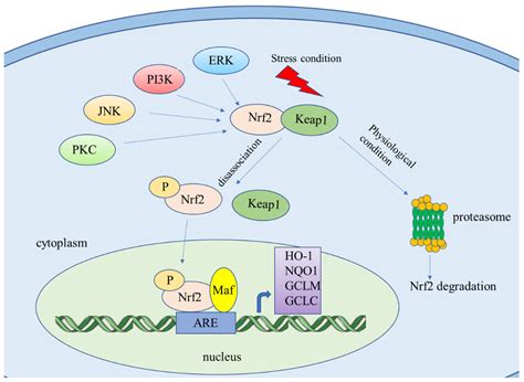 Food-Derived Pharmacological Modulators of the Nrf2/ARE Pathway: Their ...
