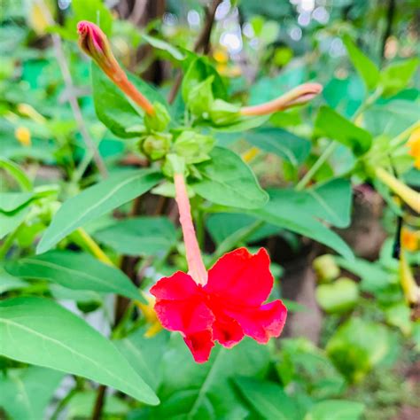 Nalu Mani Flowers | 4 o clock seeds for sale – Mini's Lifestyle Store