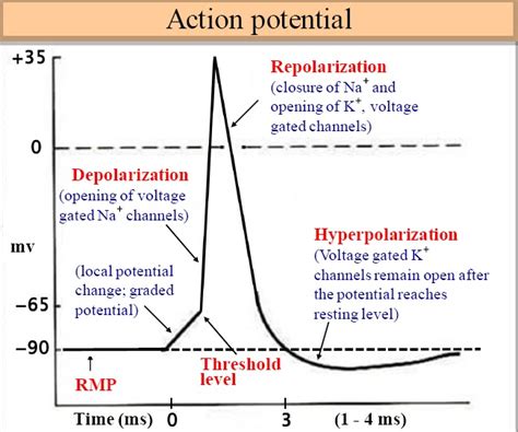 Image result for Action Potential
