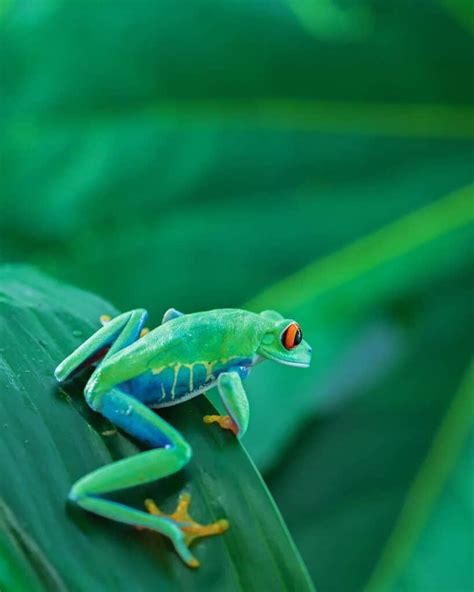 Image result for Many Tree Frogs