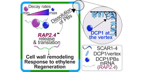Process Body 的图像结果