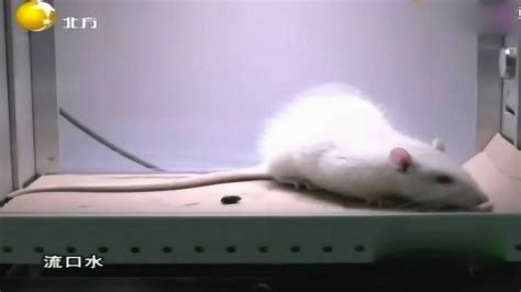 太可怕！一场小白鼠的实验让你知道毒品的危害_腾讯视频