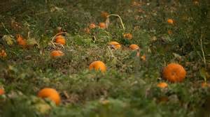 Fall in Northern Colorado: Here's when pumpkin, apple picking starts