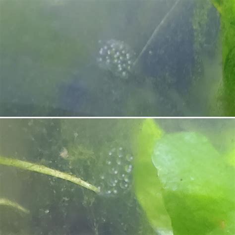 Bladder or ramshorn eggs? : r/AquaticSnails