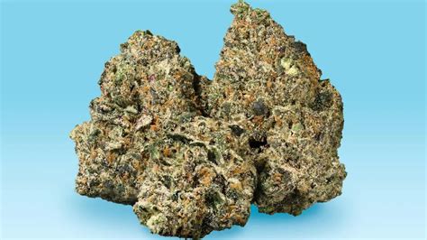 Indica Marijuana Strains 的图像结果