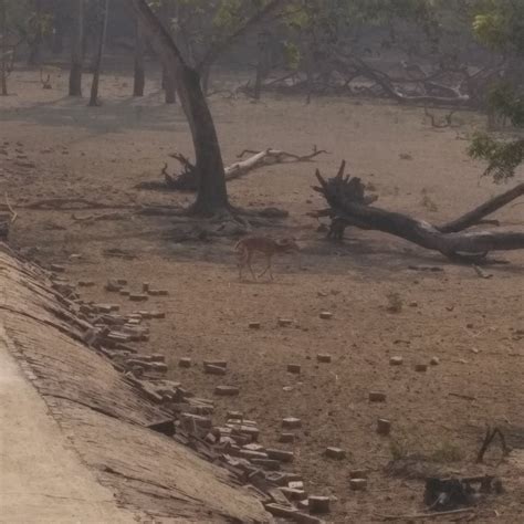 GARCHUMUK DEER PARK - All You Need to Know BEFORE You Go 2026 (with ...