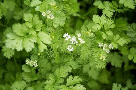 Cilantro Companion Plants & What Not to Plant With, Planting Rules ...
