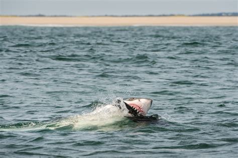 Cape Cod may have the highest density of great white sharks in the ...