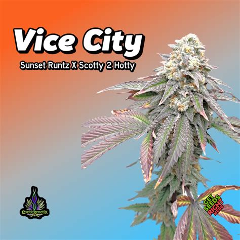 Get Vice City Clones - Exotic Genetix Hybrid with Fast Growth