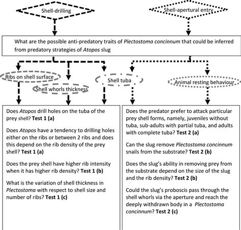 Association between shell morphology of micro-land snails (genus Plectostoma) and their predator ...