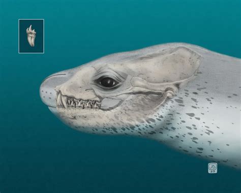 Leopard Seal Skeleton Frontiers | Leopard Seals (Hydrurga Leptonyx) In