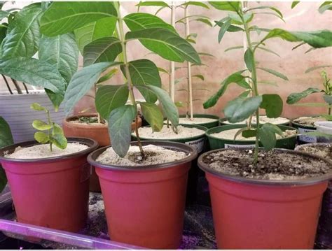Buy Plastic Nursery Flower Plant Pot 80 Pack Seedling Starter Pots for ...