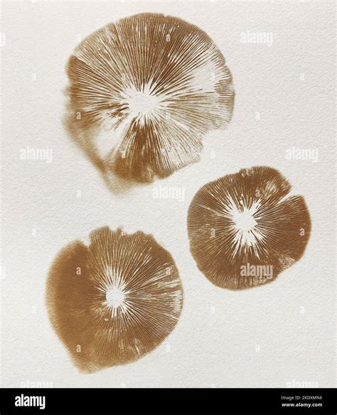 Mushroom spore print hi-res stock photography and images - Alamy