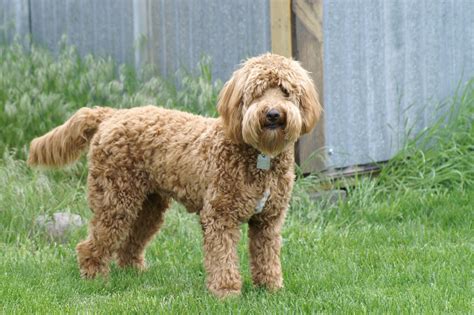 Mini Goldendoodles! 20-35 pounds full grown