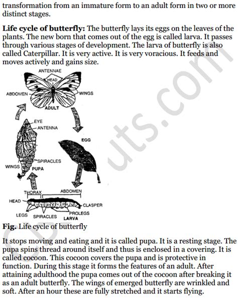Image result for Reproduction in Humans Class 8 ICSE